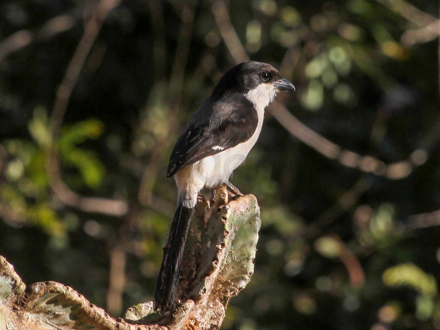 Long Tailed Fiscal